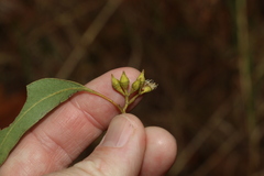 Eucalyptus siderophloia