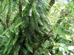 Blechnum filiforme