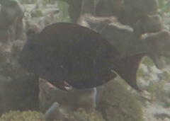 Ctenochaetus striatus