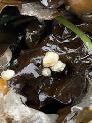 Amphibalanus improvisus