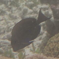 Ctenochaetus striatus