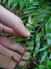 Pellaea rotundifolia