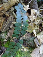 Pellaea rotundifolia