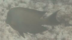 Ctenochaetus striatus