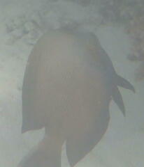 Ctenochaetus striatus