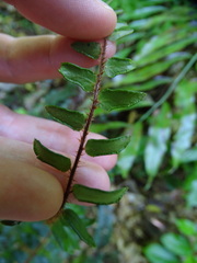 Pellaea rotundifolia