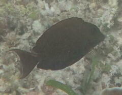 Ctenochaetus striatus