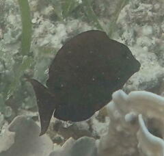 Ctenochaetus striatus