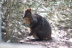 Thylogale billardierii