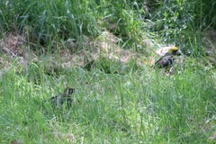 Platycercus caledonicus