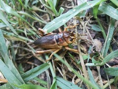 Tarbinskiellus portentosus