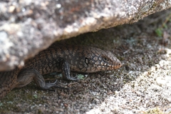 Egernia cunninghami