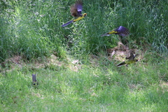 Platycercus caledonicus