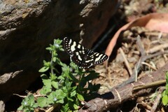 Phalaenoides tristifica