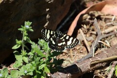 Phalaenoides tristifica