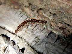 Helicorthomorpha holstii