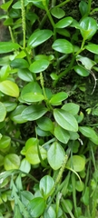 Peperomia urvilleana