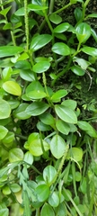 Peperomia urvilleana