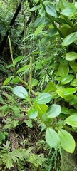 Peperomia urvilleana
