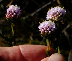 Agathosma alpina