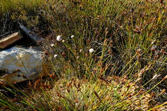 Agathosma alpina