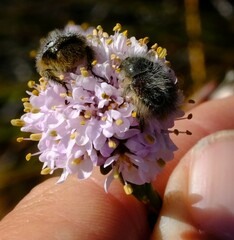 Peritrichia cinerea
