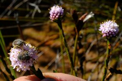 Peritrichia cinerea