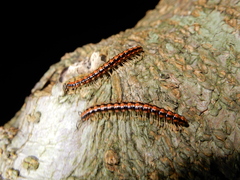 Helicorthomorpha holstii