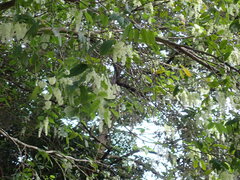 Homalium cochinchinense