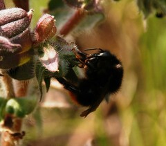 Bombus ruderarius