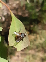 Calliphora