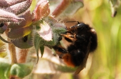 Bombus ruderarius