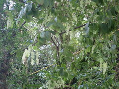 Homalium cochinchinense