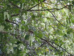 Homalium cochinchinense