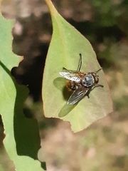 Calliphora