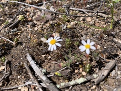 Brachyscome gracilis