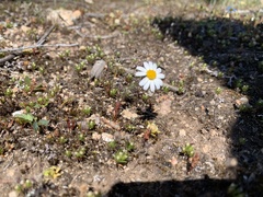 Brachyscome gracilis