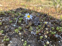 Brachyscome gracilis