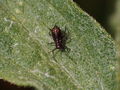 Aphis fabae