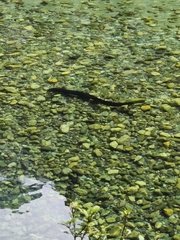 Anguilla dieffenbachii