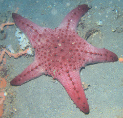 Pentaceraster alveolatus