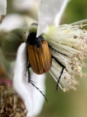 Phyllotocus rufipennis