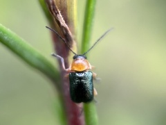 Aporocera
