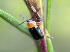 Aporocera