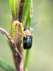 Aporocera