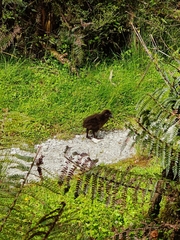 Gallirallus australis