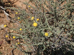 Pentzia incana