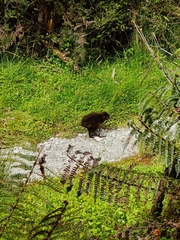 Gallirallus australis