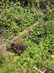 Gallirallus australis