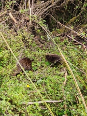 Gallirallus australis